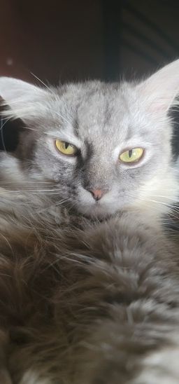 My beloved cat, Milktea